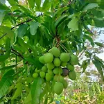 Villa D\' Kebun With Free Fruits