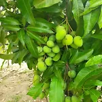 Villa D\' Kebun With Free Fruits