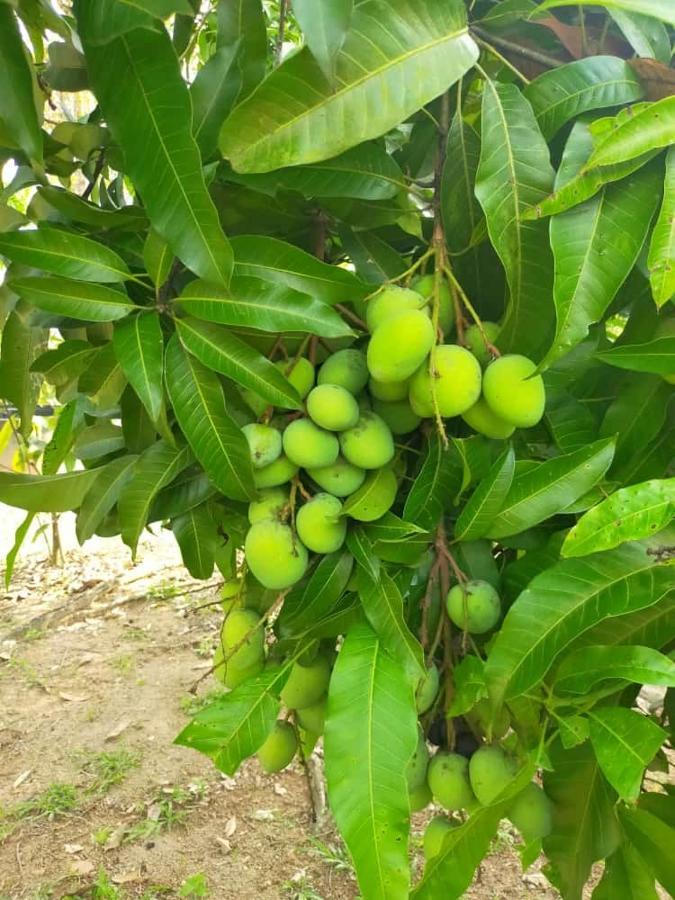 Penginapan ladang D' Kebun With Free Fruits