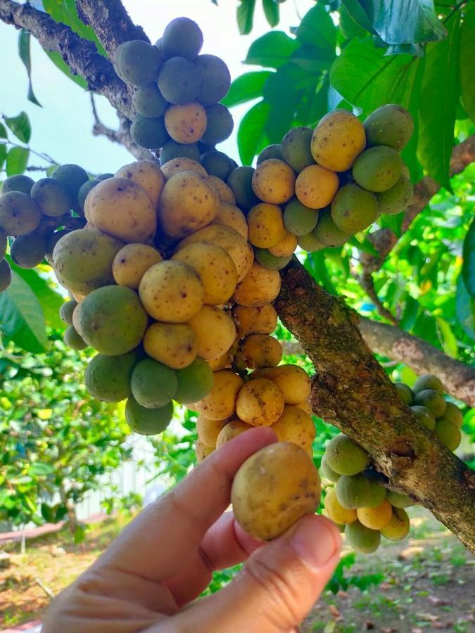 D' Kebun With Free Fruits Penginapan ladang