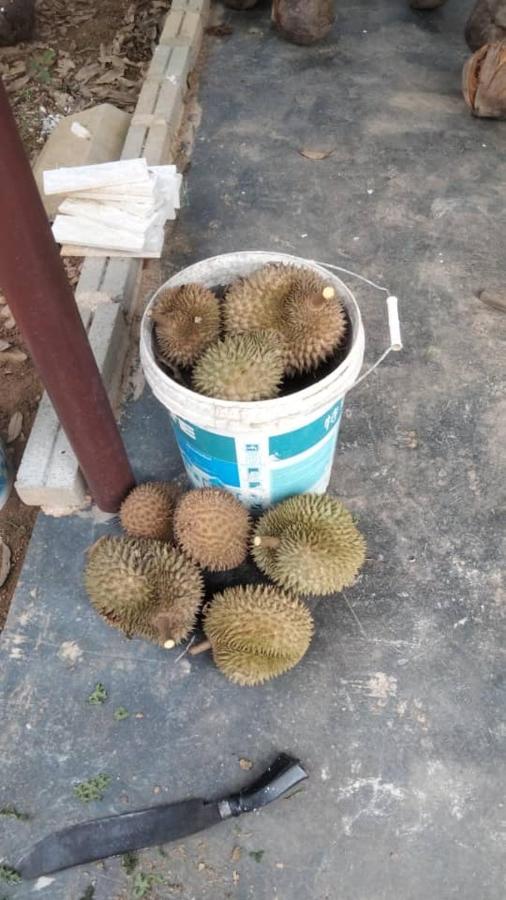 Penginapan ladang D' Kebun With Free Fruits Malacca